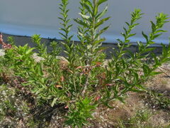 Oenothera chicaginensis