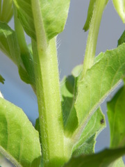 Oenothera chicaginensis