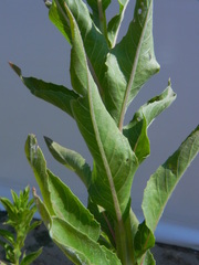 Oenothera chicaginensis