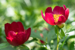 Paeonia mascula