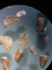 Oenothera chicaginensis