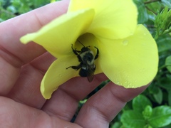 Bombus impatiens
