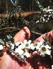 Leptospermum myrtifolium