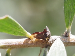 Acanthuchus trispinifer