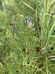 Psoralea glabra