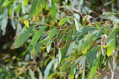 Acacia obliquinervia