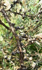 Leptospermum myrtifolium