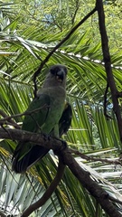 Poicephalus cryptoxanthus