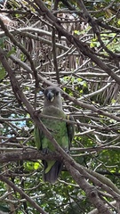 Poicephalus cryptoxanthus