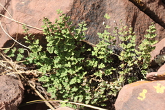 Argyrochosma nivea