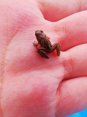 Microhyla