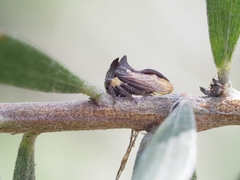 Acanthuchus trispinifer