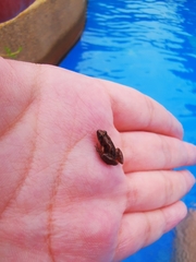 Microhyla