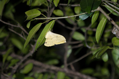 Pseudaphelia apollinaris