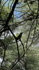 Poicephalus cryptoxanthus