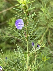 Psoralea glabra
