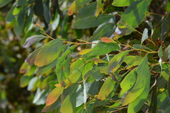 Acacia obliquinervia