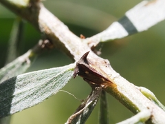 Acanthuchus trispinifer