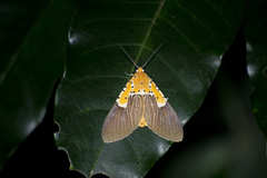 Asota speciosa