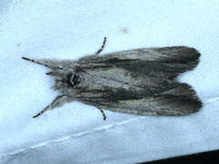 Ecnomodes sagittaria