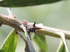 Acanthuchus trispinifer