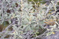 Tarchonanthus littoralis