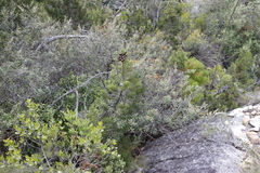 Widdringtonia nodiflora