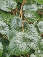 Rubus tricolor