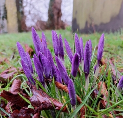 Crocus neapolitanus