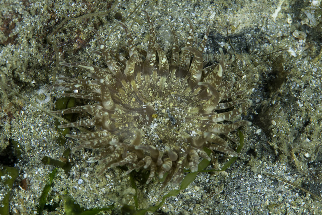 Red Speckled Anemone