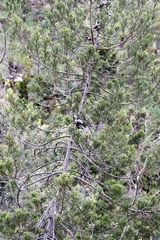 Widdringtonia nodiflora