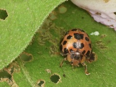 Henosepilachna vigintisexpunctata