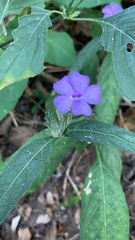 Ruellieae