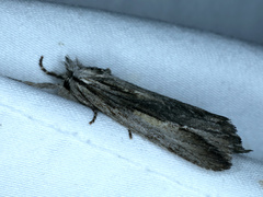 Ecnomodes sagittaria