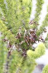 Erica coccinea