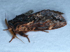 Sorama bicolor