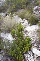 Erica coccinea