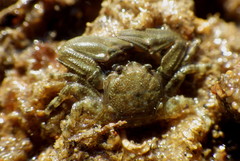 Petrolisthes cabrilloi
