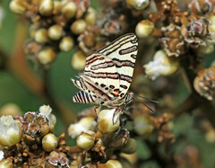 Cigaritis natalensis