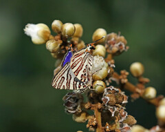 Cigaritis natalensis