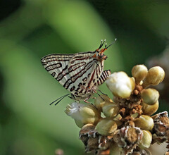 Cigaritis natalensis