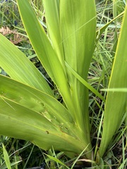 Watsonia latifolia image