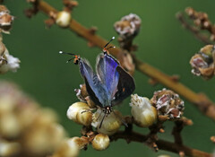 Cigaritis natalensis