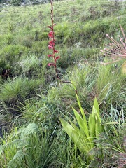 Watsonia latifolia image