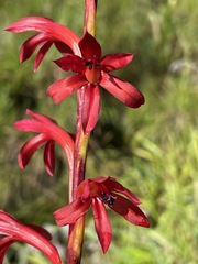 Image of Watsonia latifolia