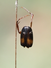 Phyllotocus bimaculatus