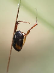 Phyllotocus bimaculatus