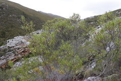 Dodonaea viscosa angustifolia