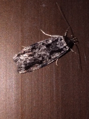 Barea confusella