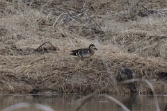 Sibirionetta formosa